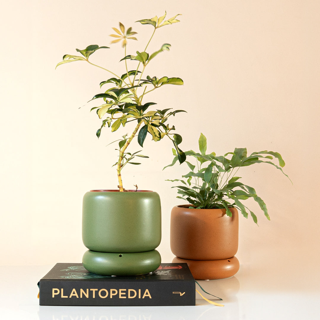 LODE Pot Olive