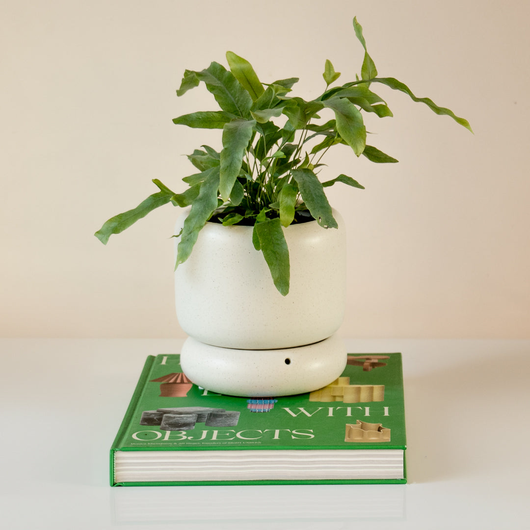 LODE Pot Cream