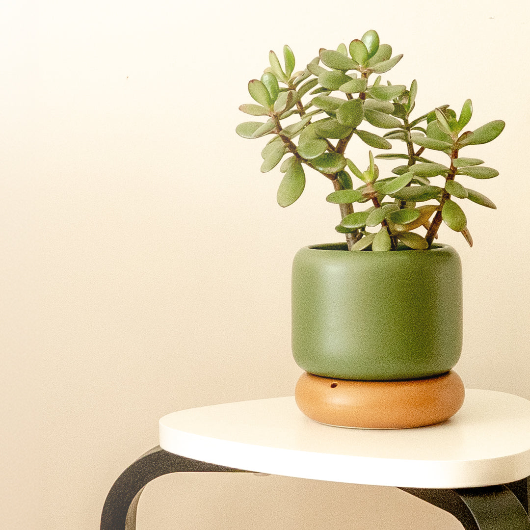 LODE Pot Olive