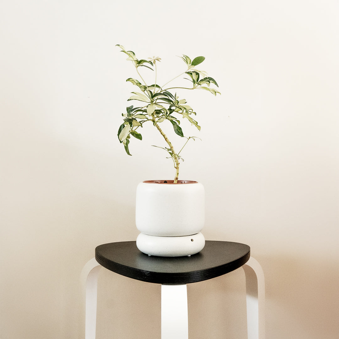 LODE Pot Cream