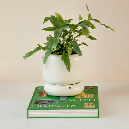 LODE Pot Cream